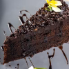 Tort Chocolate Supreme